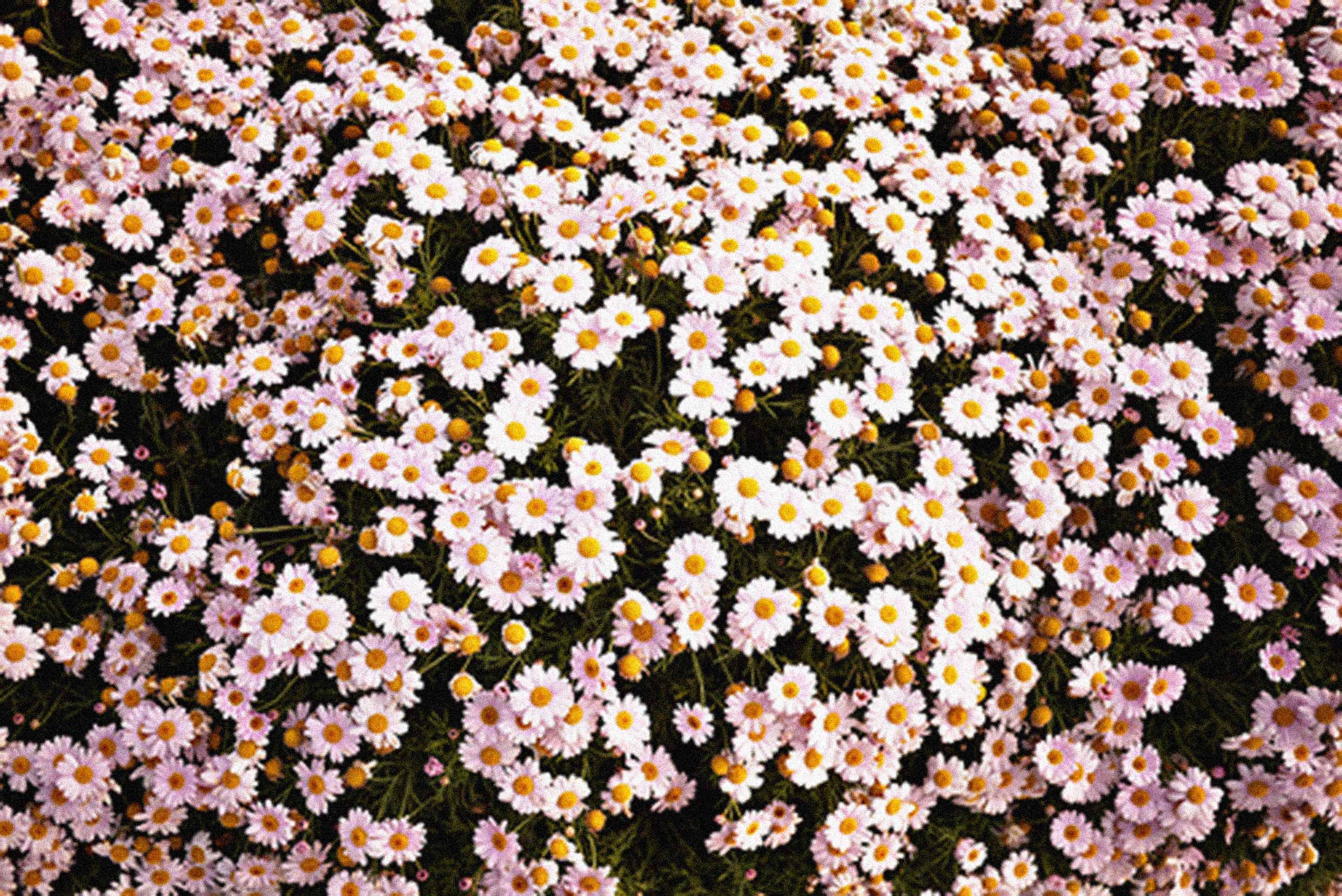 Daisy flower wallpaper aesthetic