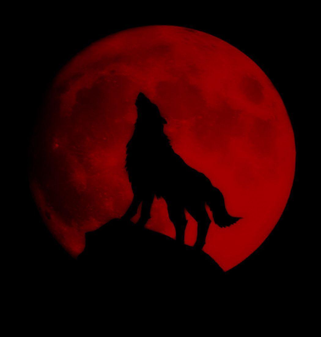 Blood Moon Wolf Wallpapers - Top Free Blood Moon Wolf Backgrounds - Wallpaperaccess 1100_x_1050_jpg