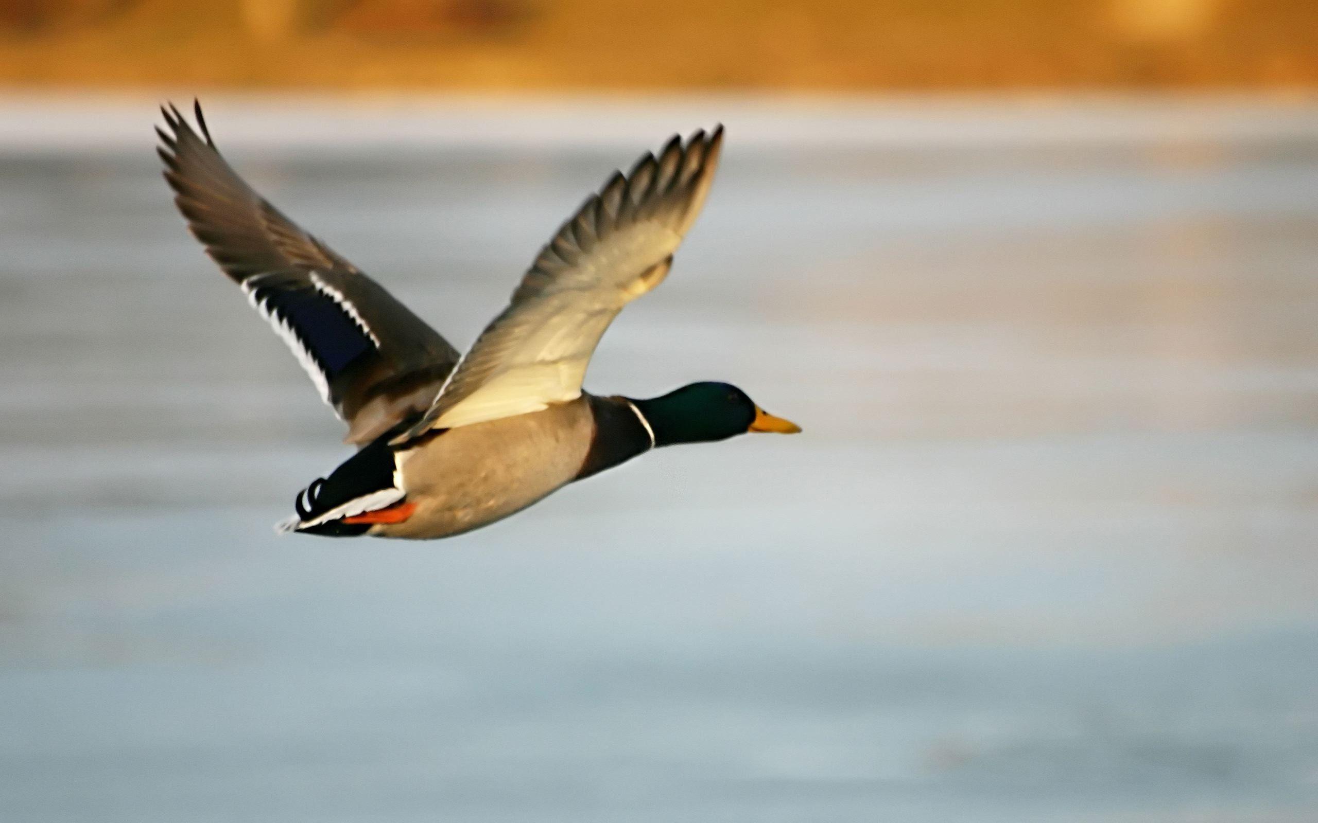 Mallard duck wallpaper