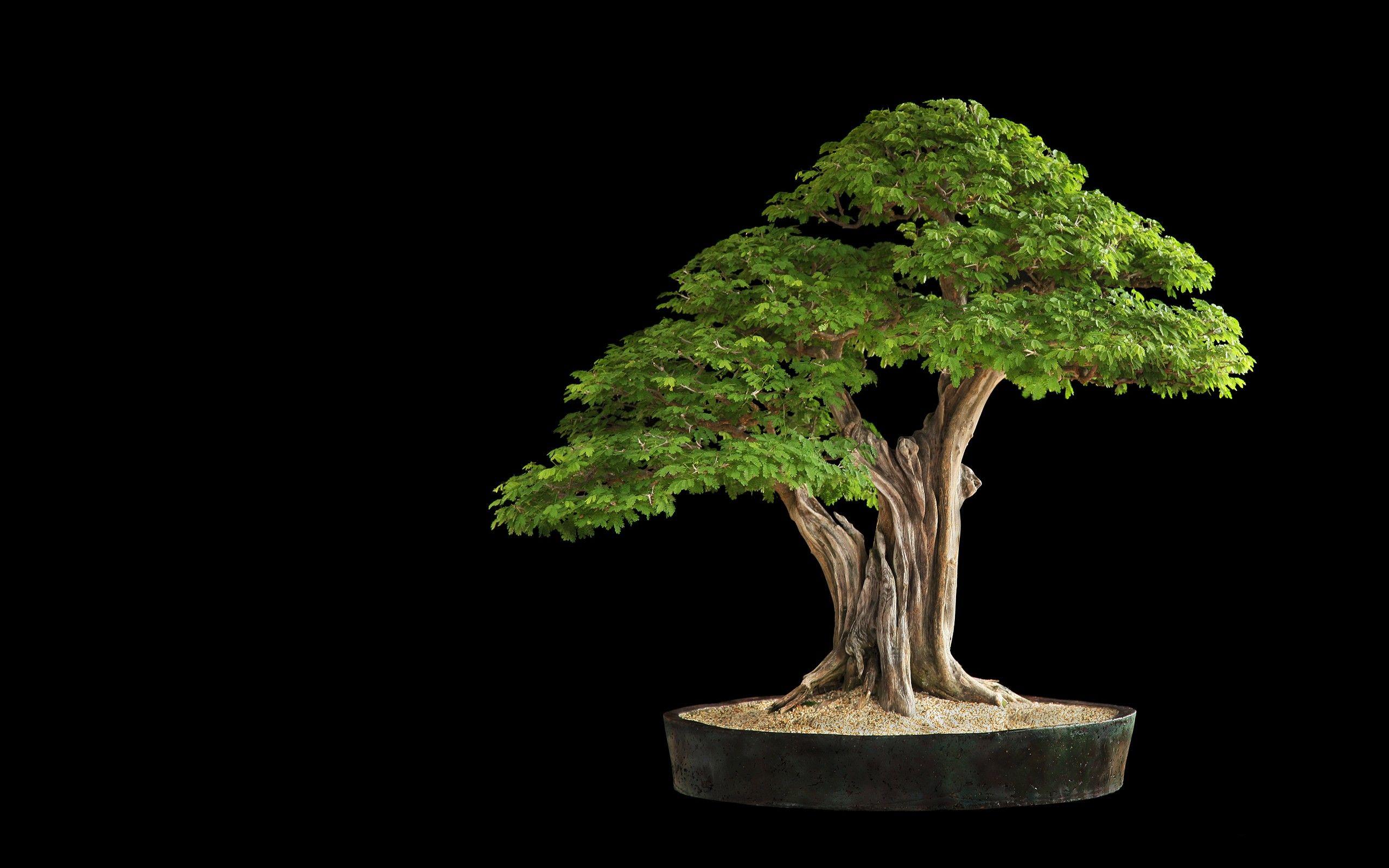 Wallpapers Bonsai Tree 1600x1200 Wallpaper Cave