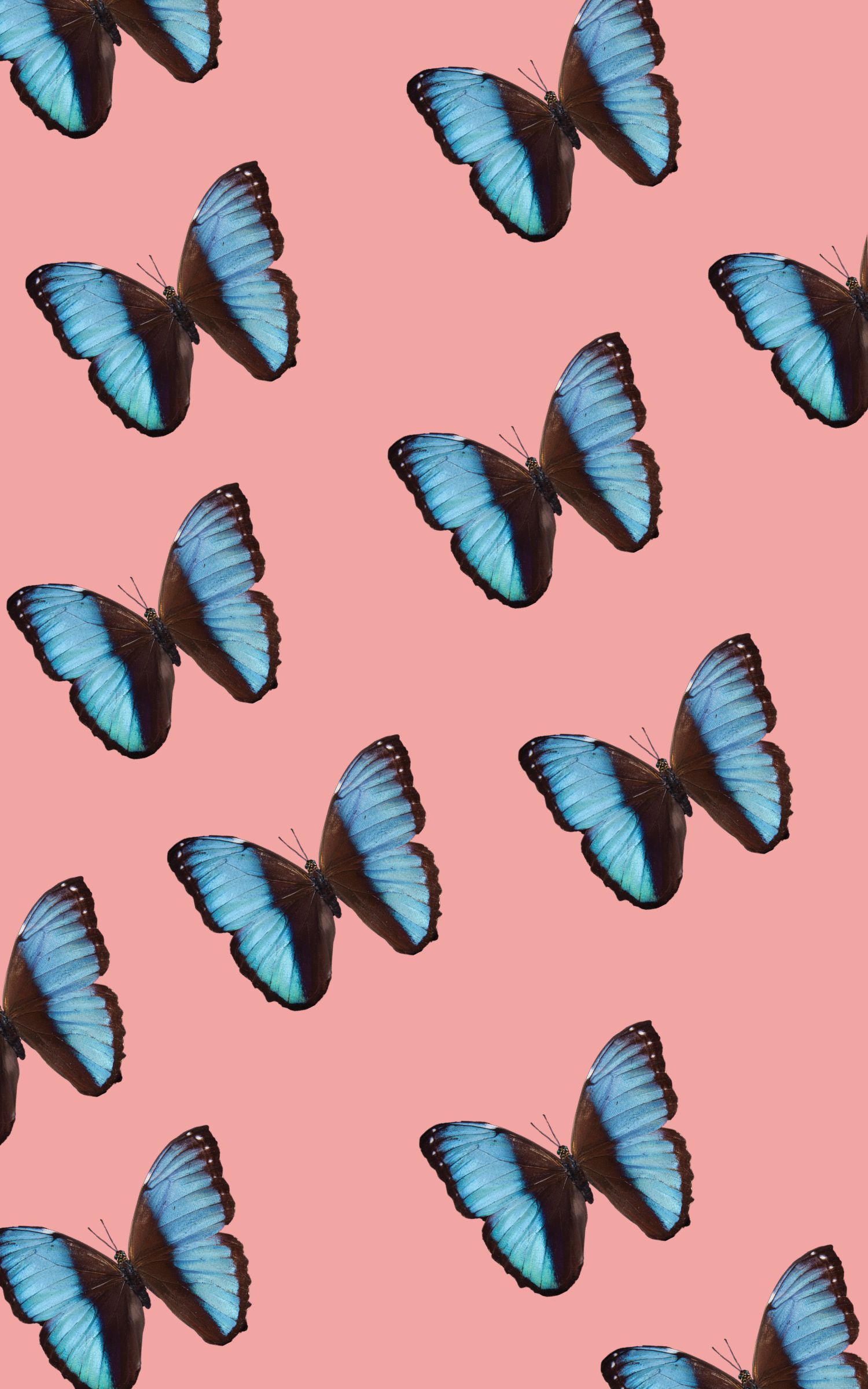 Blue butterfly iphone wallpaper
