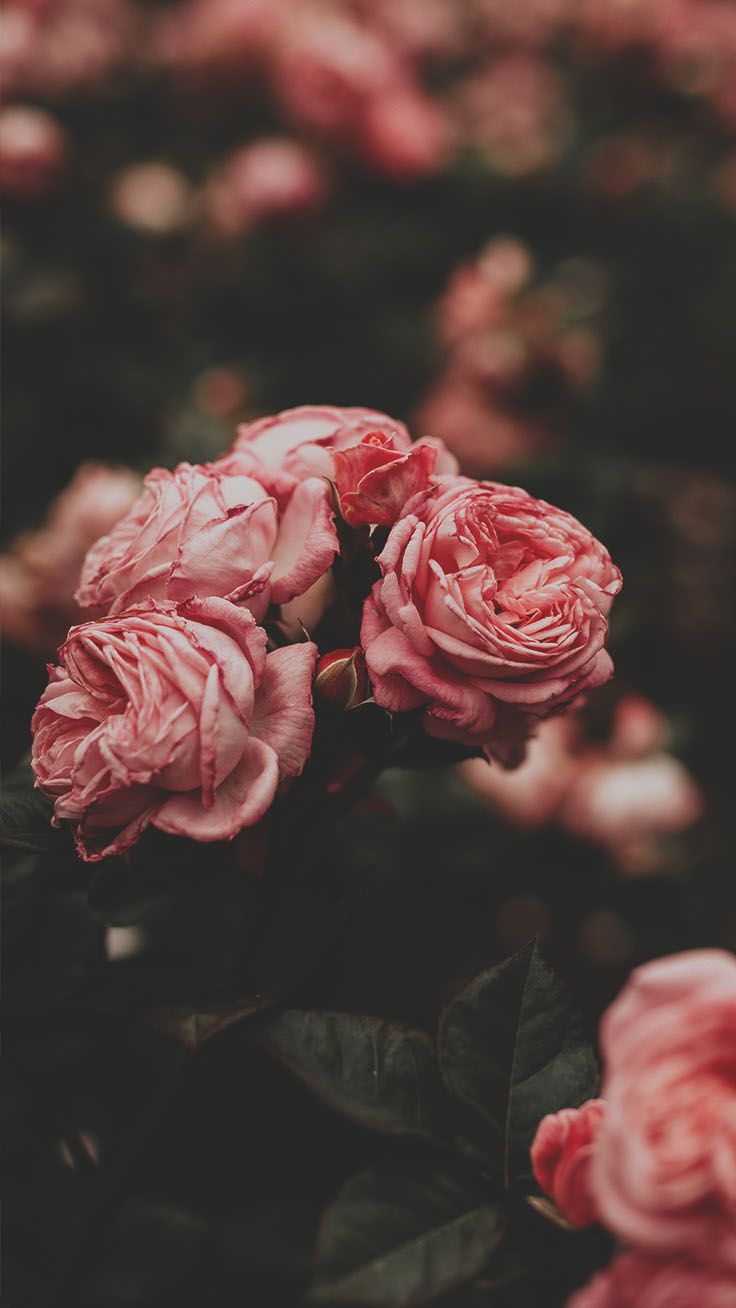 Iphone aesthetic rose wallpaper