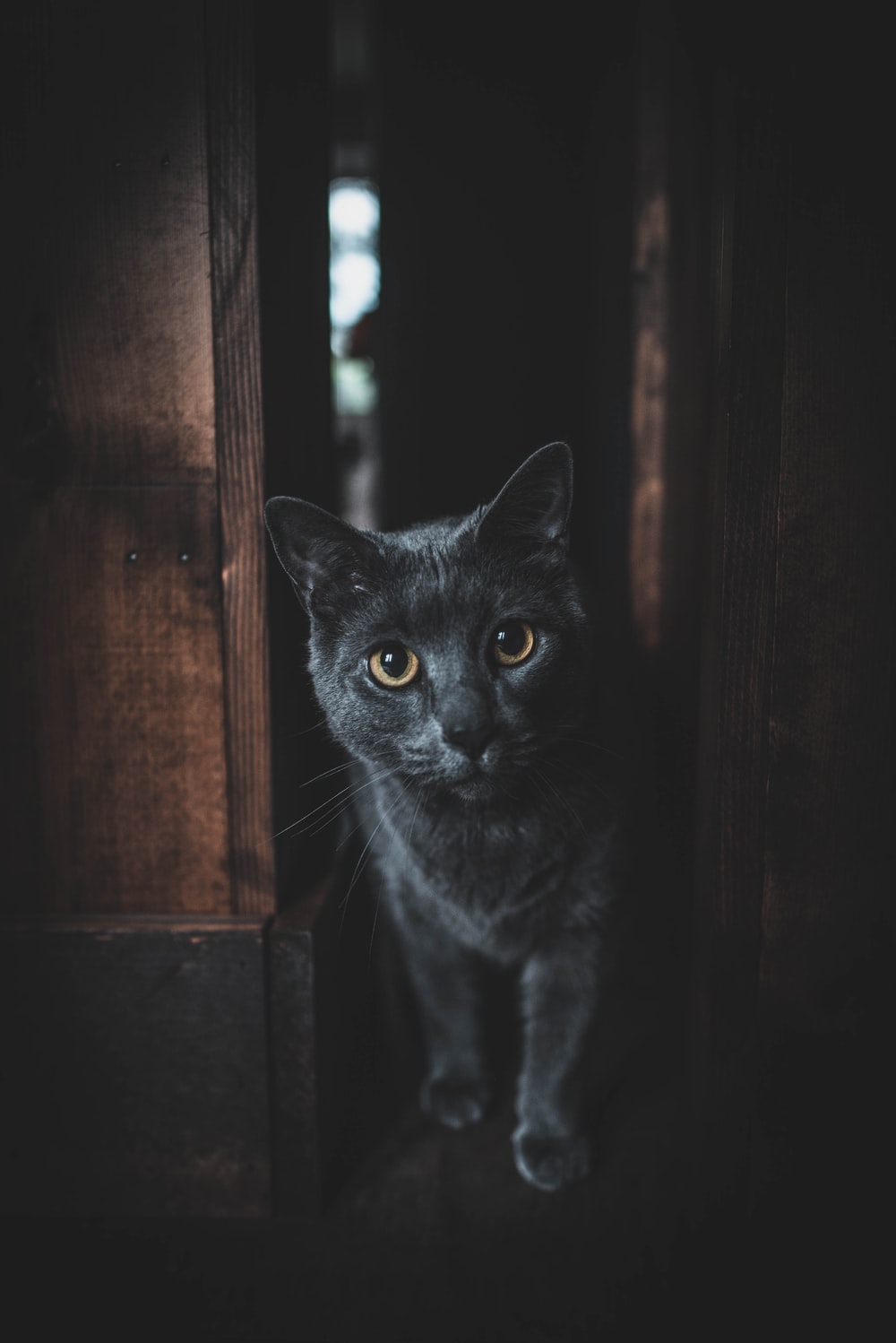 Black Cats Wallpapers - Wallpaper Cave 1498_X_1000_jpg