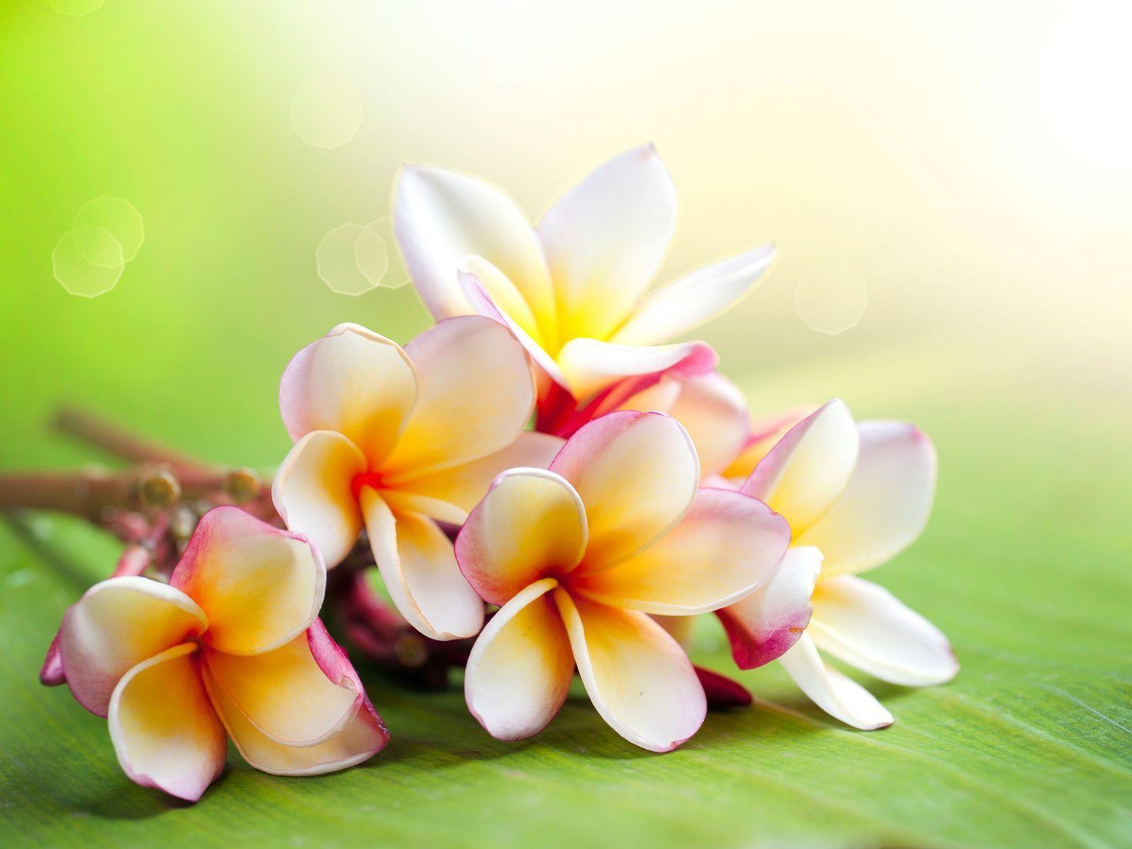 Hawaiian flower wallpaper