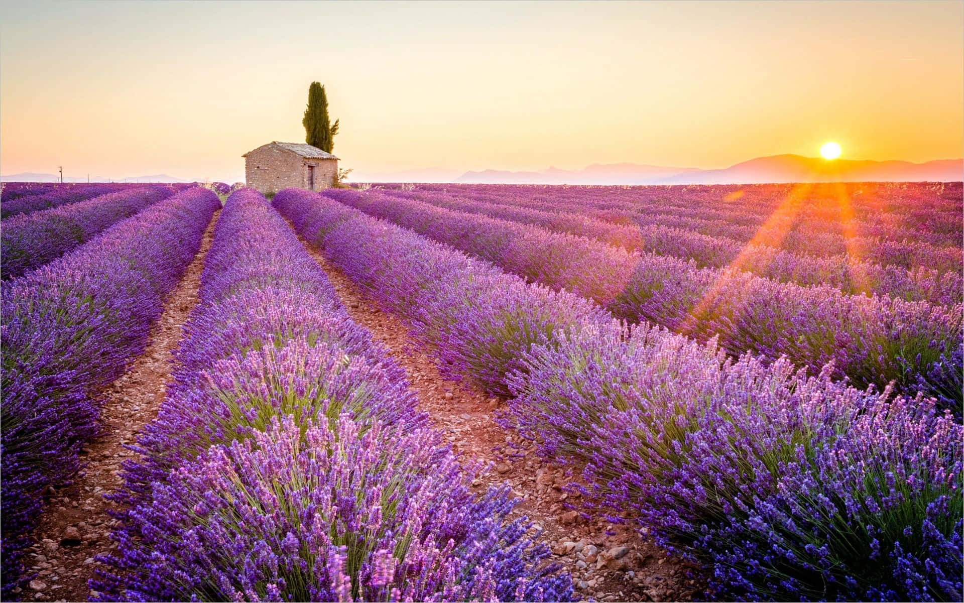 Lavender field background
