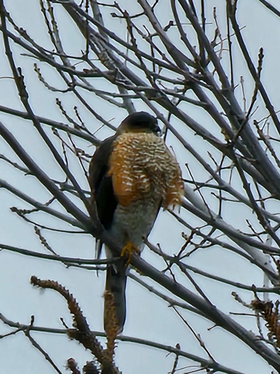 Hawk in MT - Help Me Identify a North American Bird - Whatbird Community Montana hawk