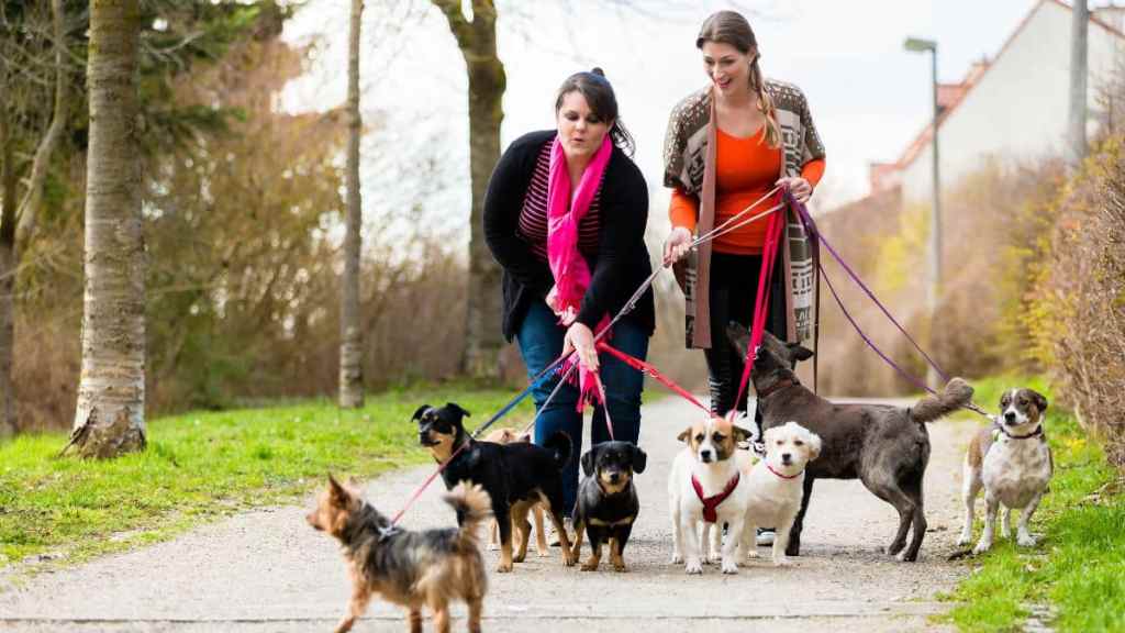The way to Make Cash As A Pet Sitter