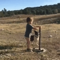 Garotinho Brincando Com Cachorro Gifs Engracados