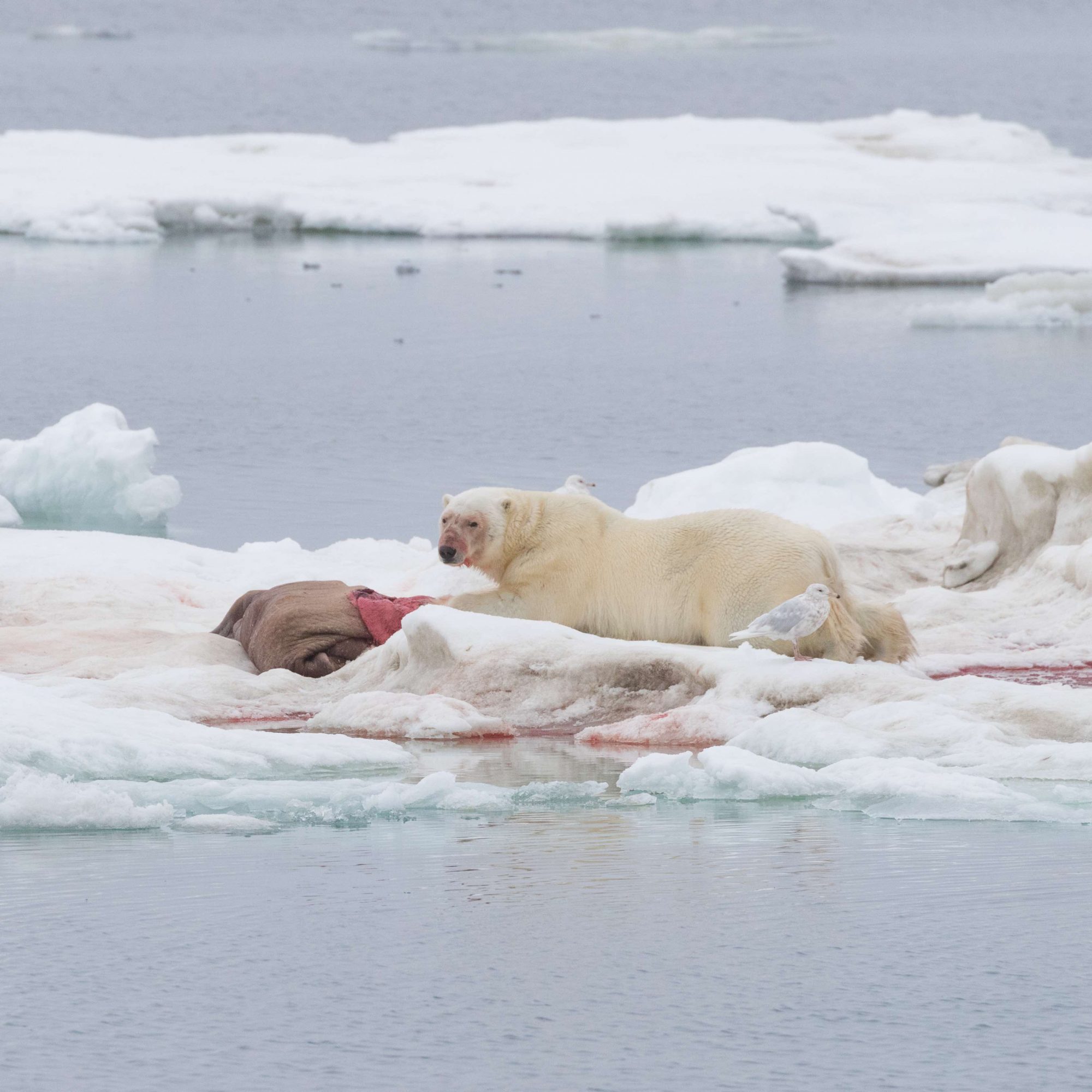 List 32+ Stock Images polar bear eats explorer on ice raft Updated
