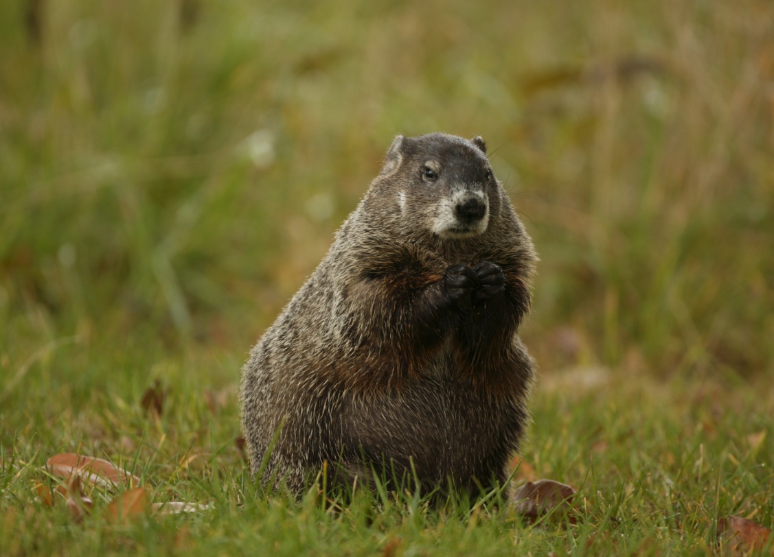 Largest groundhog