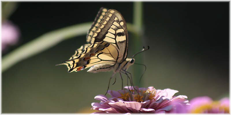 Zitate Glaube Liebe Hoffnung Frieden Heilung Spruche Weisheit Texte