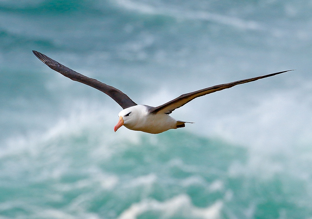 Albatross Symbolism & Meaning (+Totem, Spirit & Omens) - World Birds 700_x_1000_jpg