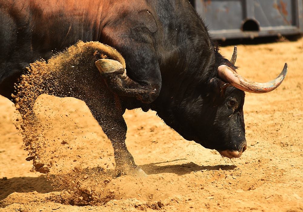 Bull Symbolism & Meaning (+Totem, Spirit & Omens) - World Birds 700_x_1000_jpg