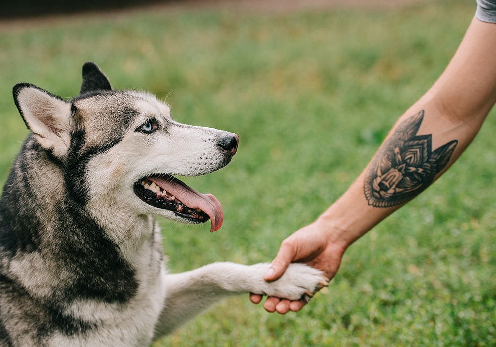 Dog Symbolism & Meaning (+Totem, Spirit & Omens) - World Birds 700_x_1000_jpg