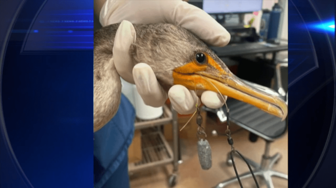Possums and Double-Crested Cormorant Saved at Pelican Harbor Seabird Station