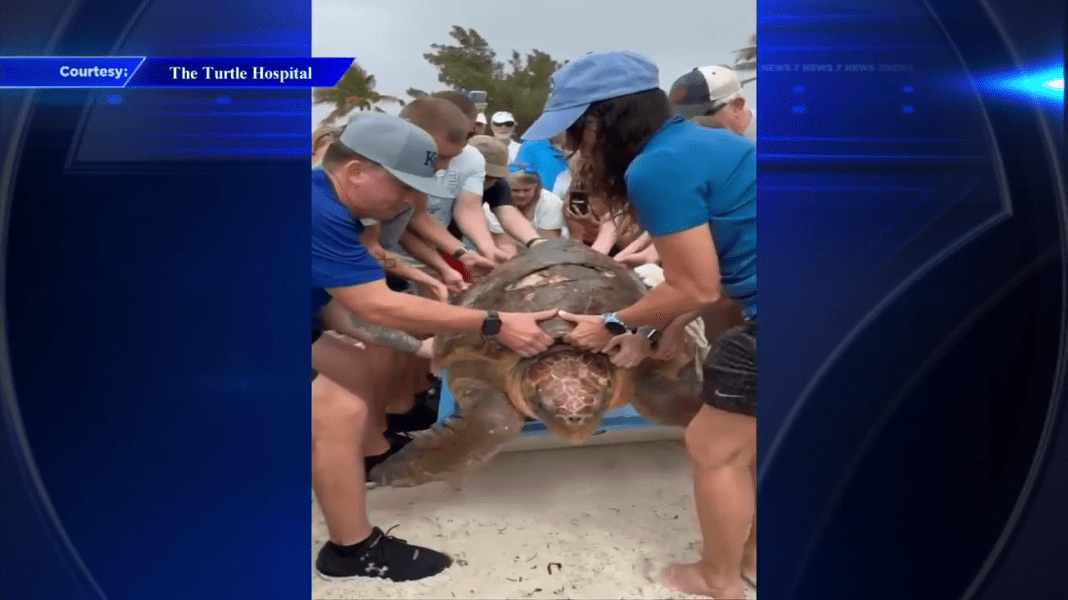 Loggerhead Sea Turtle Released