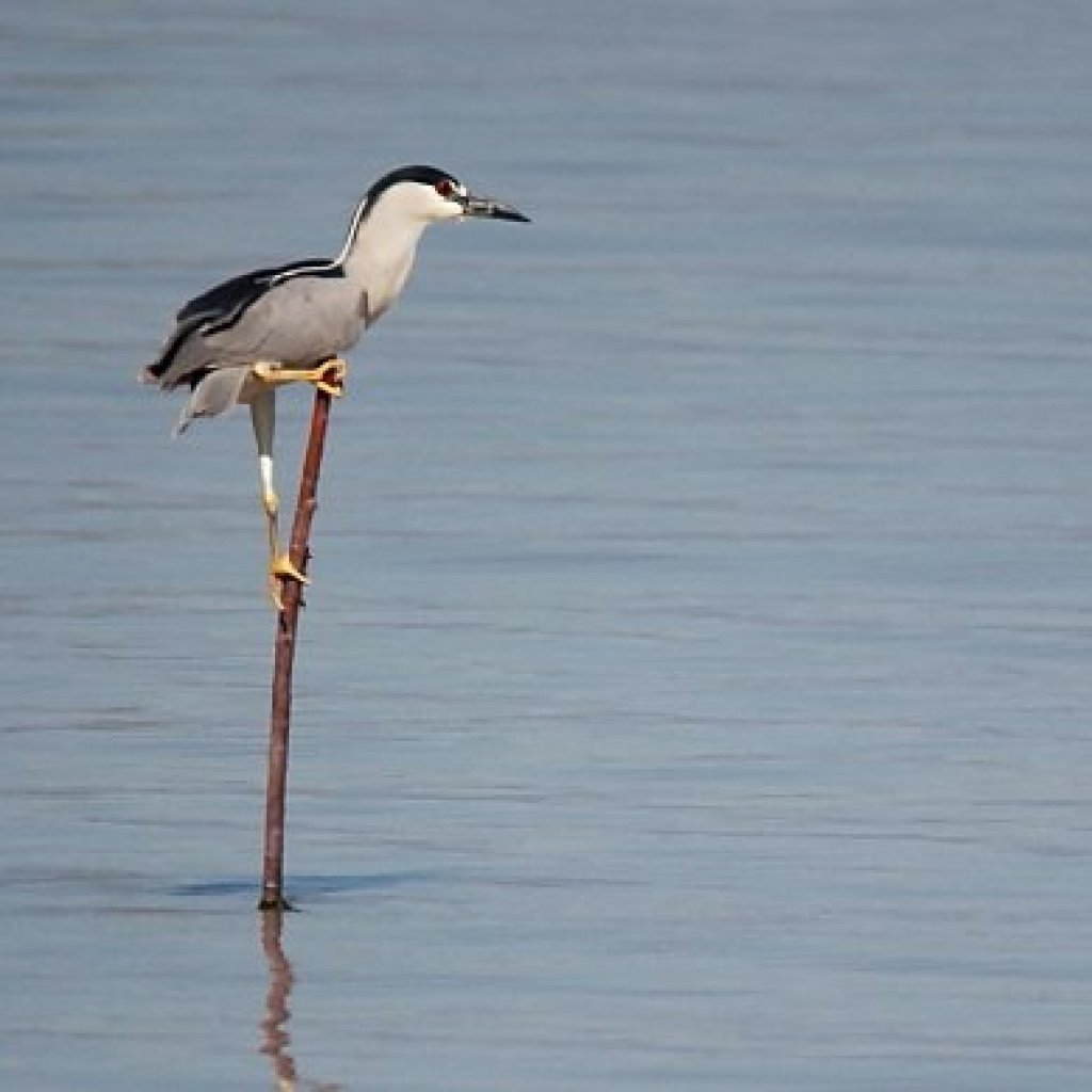Perch Wars – 10,000 Birds