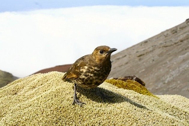 The Remotest Endemic Birds – 10,000 Birds