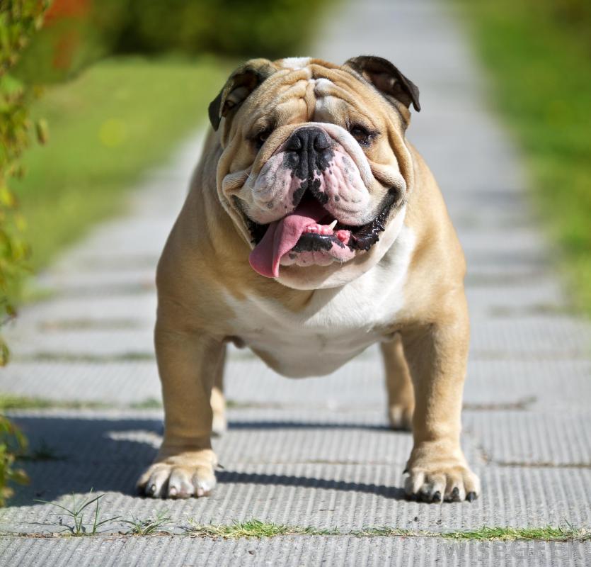 Top 32+ Pictures show me a picture of an english bulldog Stunning
