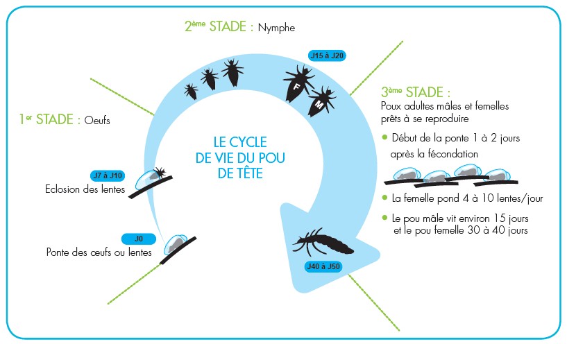 Poux en colo : nos solutions |