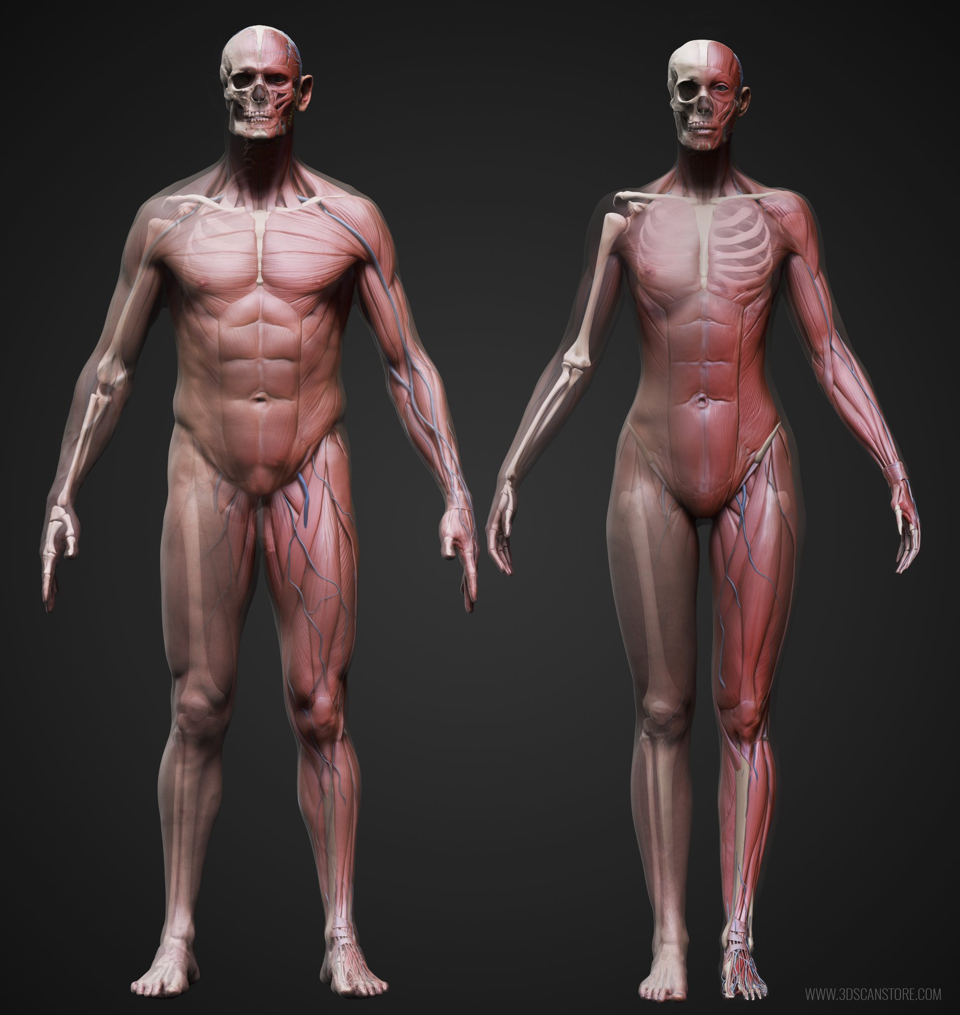 Male And Female Ecorche Update