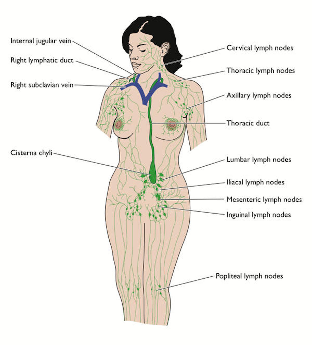 Remedies for swollen lymph nodes