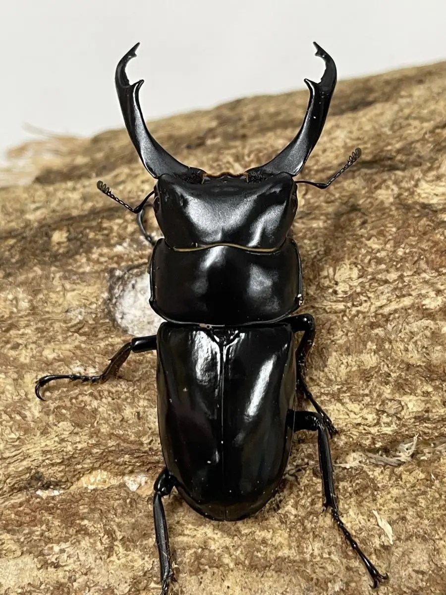 ネパールコクワ ６５ミリペア - クワガタ横丁