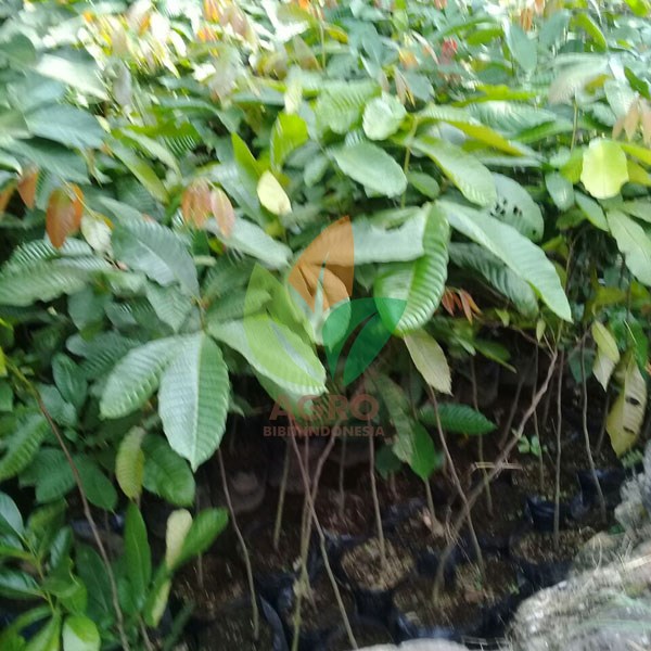 Jual Bibit Matoa Lokal 50 Cm UP | Agro Bibit ID