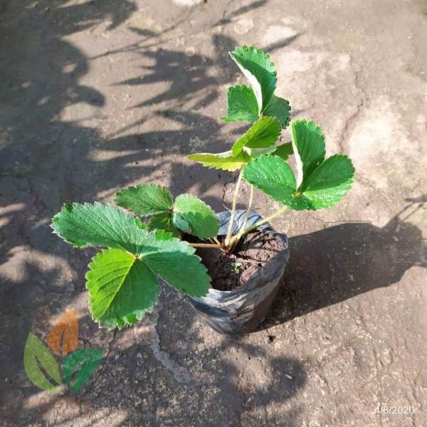 Jual Bibit Stroberi Merah Import California | Agro Bibit ID