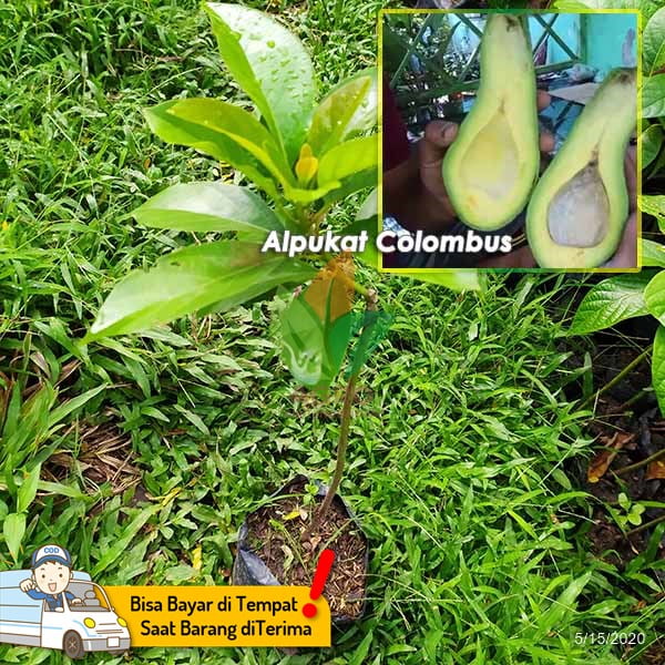 Jual Bibit Alpukat Colombus Panjang | Agro Bibit ID