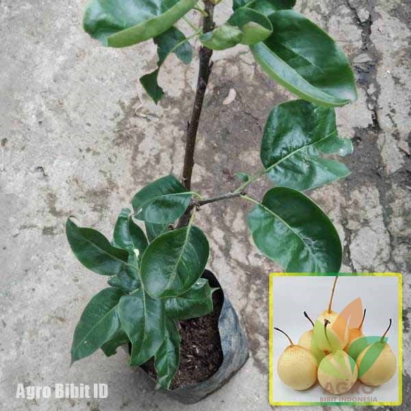 Jual Bibit Buah Pir Kuning | Agro Bibit ID