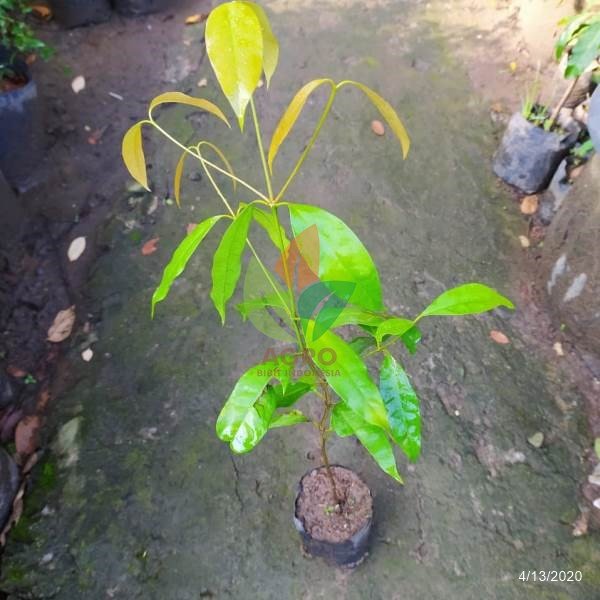 Jual Bibit Tanaman Melinjo 30 Cm UP | Agro Bibit ID