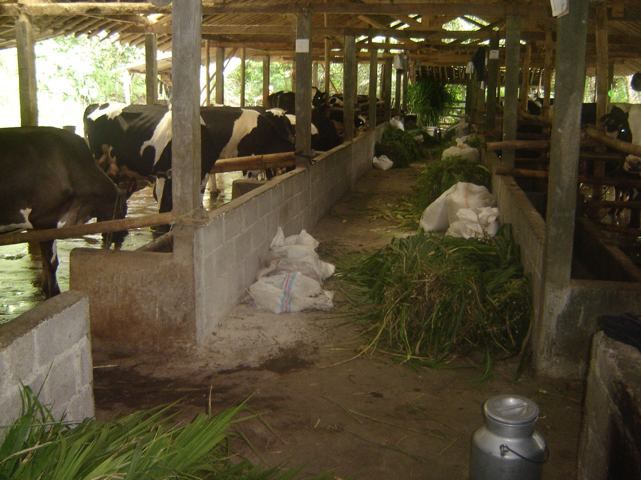 Cegah Kontaminasi Aflatoksin pada Pakan, Hasilkan Produk Susu Berkualitas –  agropustaka