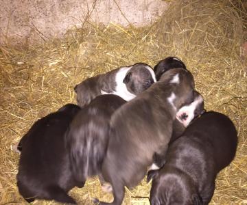 Cuccioli Di Pittbull Ukc - L'aquila, Abruzzo - Annunci Trovalo Subito: Lavoro | Vendita Animali | Inserire Annunci Gratis | Animali | Case | Ville | Automobili 300_x_360_jpg