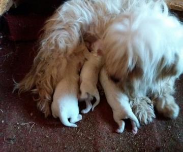 Cuccioli Di Maltese - Alessandria, Piemonte - Annunci Trovalo Subito: Lavoro | Vendita Animali | Inserire Annunci Gratis | Animali | Case | Ville | Automobili 300_x_360_jpg