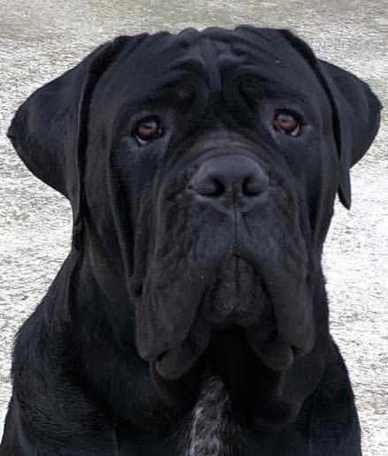 Cuccioli Cane Corso - Vicenza, Veneto - Annunci Trovalo Subito: Lavoro | Vendita Animali | Inserire Annunci Gratis | Animali | Case | Ville | Automobili 516_x_439_jpg