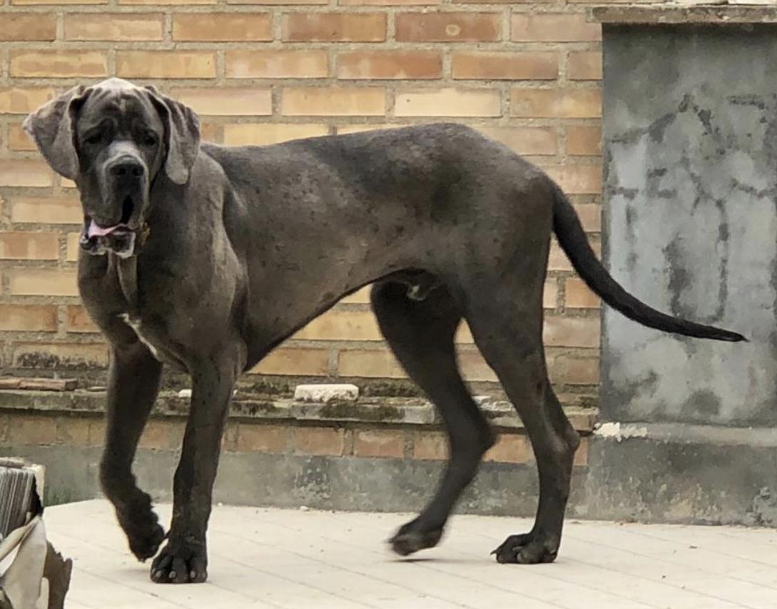 Alano Blu Disponibile Per Accopiamento - Pescara, Abruzzo - Annunci Trovalo Subito: Lavoro | Vendita Animali | Inserire Annunci Gratis | Animali | Case | Ville | Automobili 853_x_1089_jpg