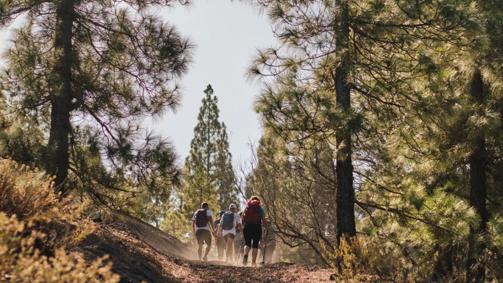 Tenerife Cabildo Bans Open Fires in Forests and Advises Against Using Trails