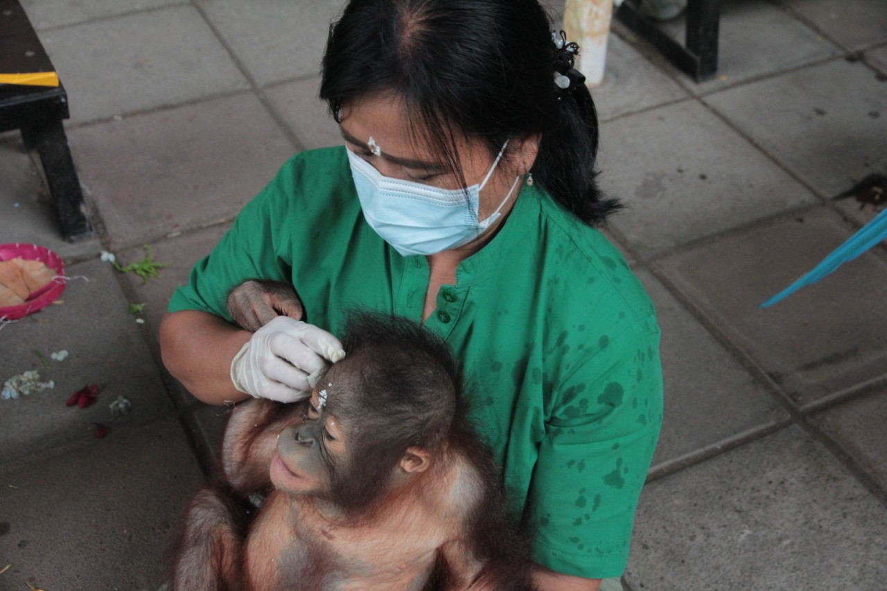 Sejumlah Satwa di Bali Safari Park Gianyar Ikuti Perayaan Tumpek Kandang |  Balinetizen