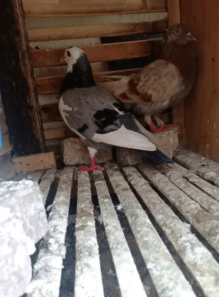 Burung Dara Blantong Mata Liplap – Jual Beli Hewan Jadi Mudah 427_X_315_png