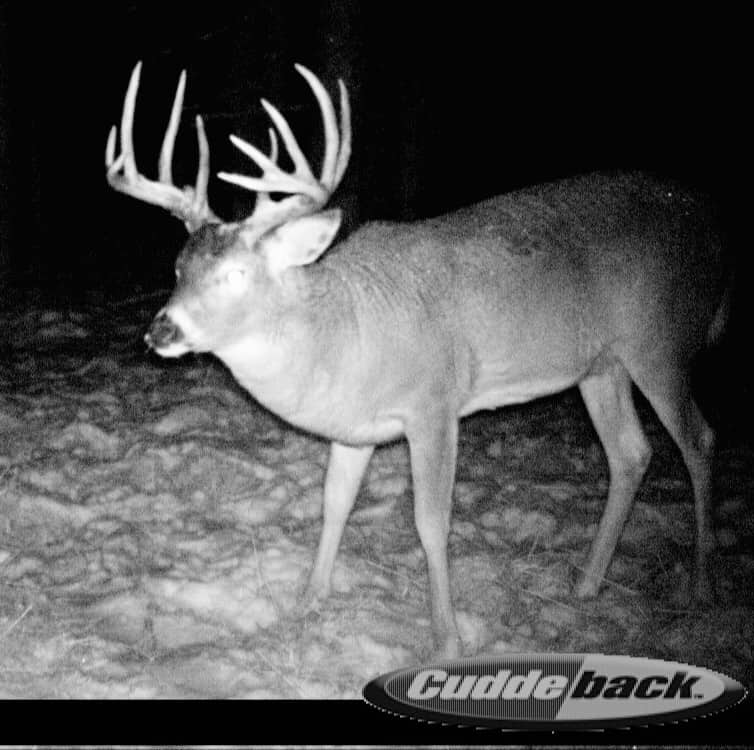 List 32+ Photos why do bucks necks swell in the rut Completed