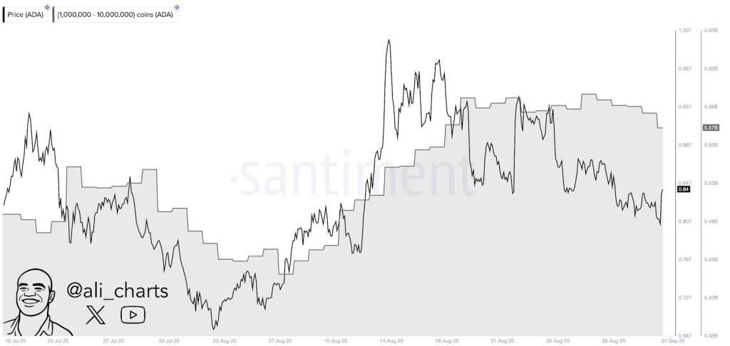 Cardano Price Drops Again As Pi Coin News Fizzles Out, As Remittix Presale Gains Worldwide Attention 4 Remittix