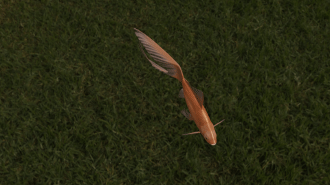 Blend Swap Comet Goldfish