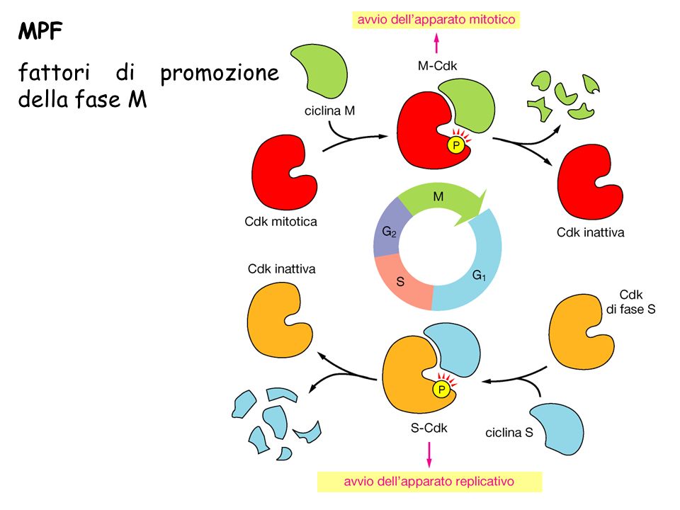 La Regolazione Del Ciclo Cellulare Tramite I Checkpoint