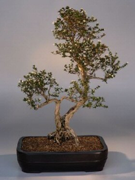 Flowering White Serissa Bonsai Treebonsai Tree Of A Thousand Stars Serissa Japonica