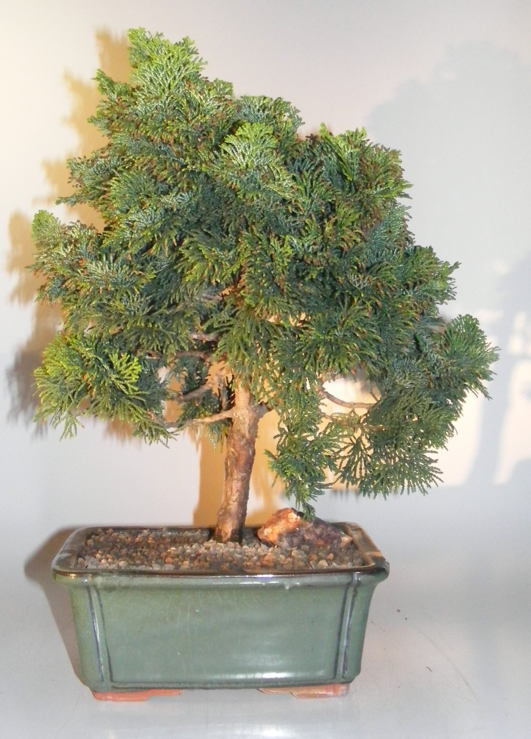 40 Best Collections Dwarf Hinoki Cypress Bonsai Care Pink Wool