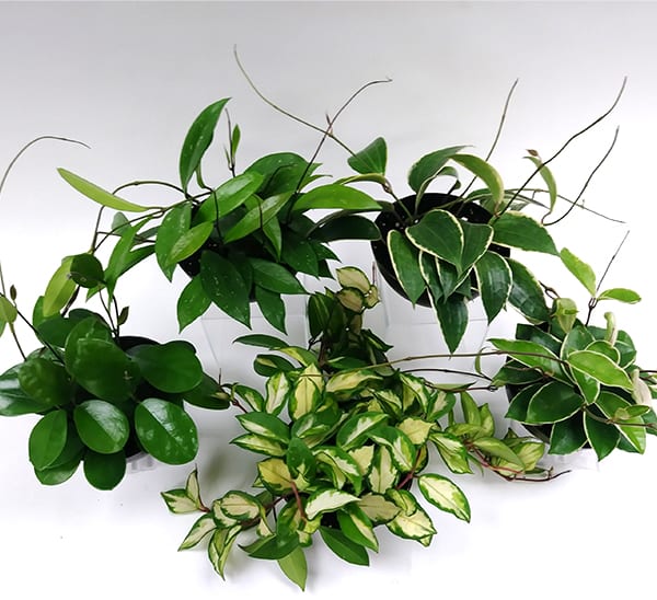 Hoya Assorted Calloway S Nursery