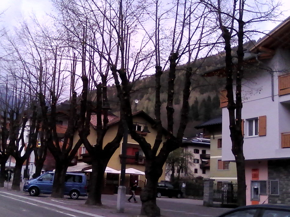 Pinzolo: Completata La Potatura Dei Tigli Lungo Corso Trento - Campane Di Pinzolo.it 713_x_950_jpg