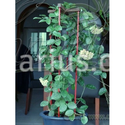 Buy Hoya X Mathilde With Canarius