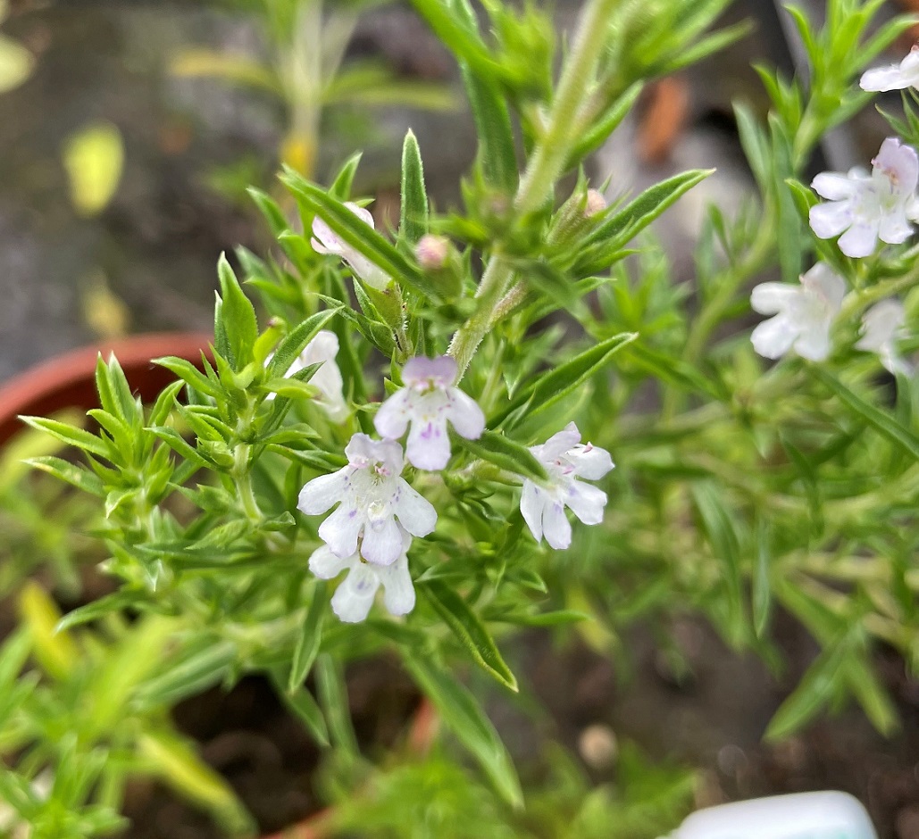 Winter Savory Seeds £1.95 from Chiltern Seeds - Chiltern Seeds Secure Online Seed Catalogue and Shop Winter savory